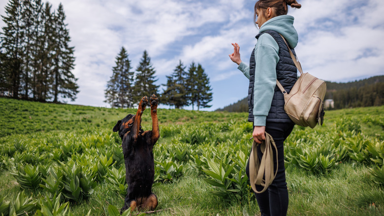 At the command of its owner a rottweiler stands on its hind legs with its paws in the air