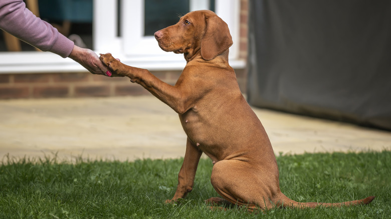 A Vizsla holding its owners hand while sitting on the grass