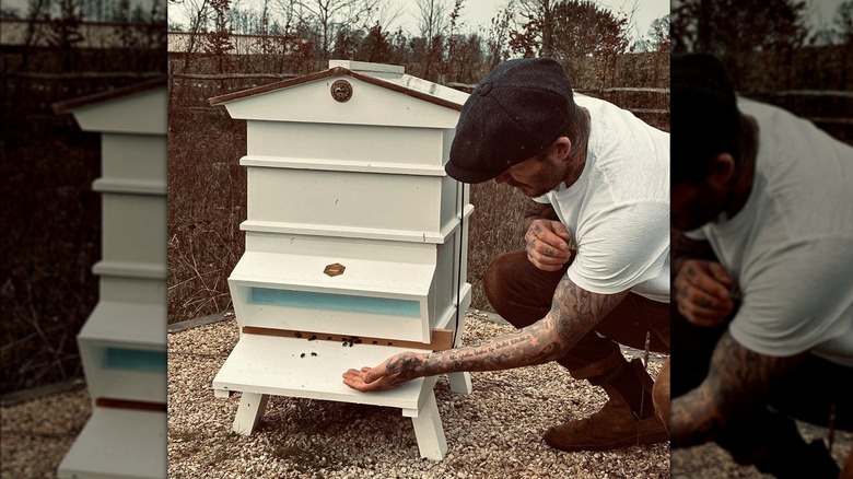 David Beckham kneels down next to a beehive as bees crawl out.