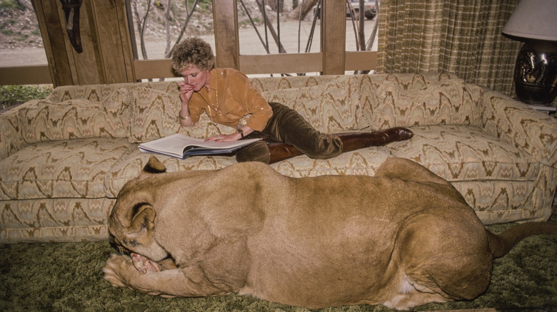 Actor Tippi Hedren lies on a couch reading a book while a lion lies on the floor right below her.