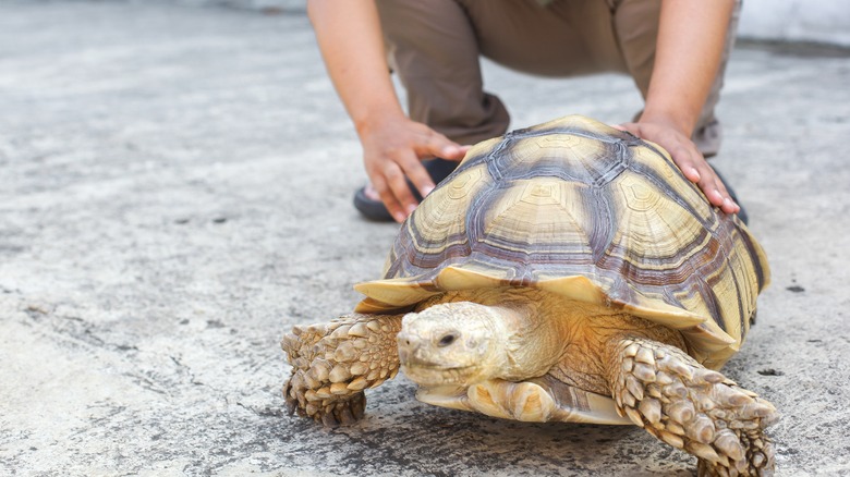 A person bends down behind an African spurred tortoise or Sulcata tortoise.