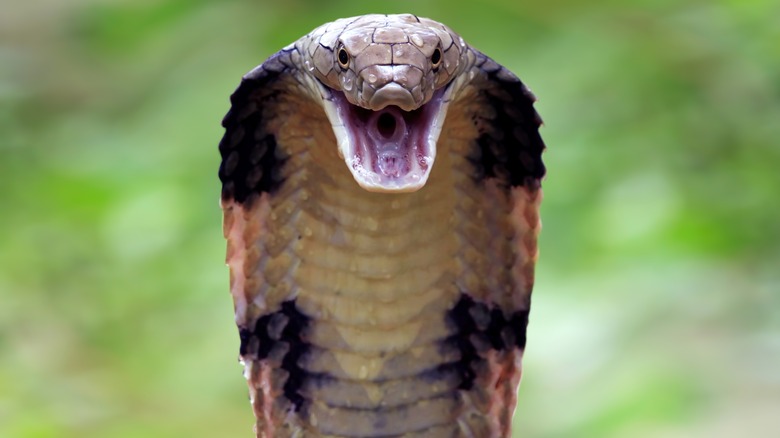 A king cobra faces the camera and opens its mouth.