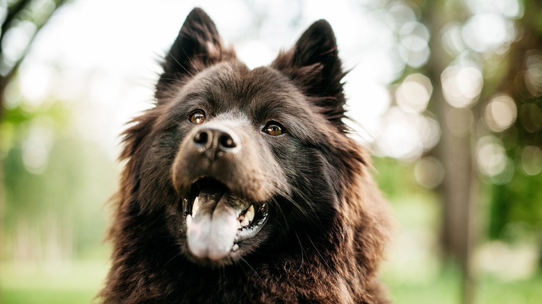 black eurasier with tongue out