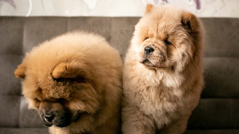 two chow chow puppies on couch