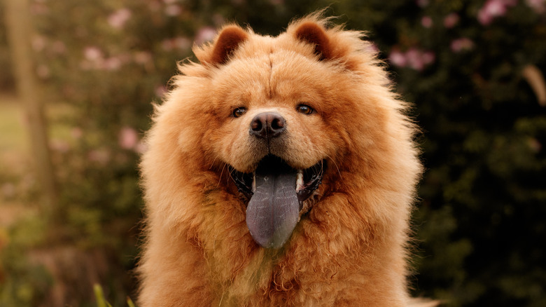 chow chow with tongue out