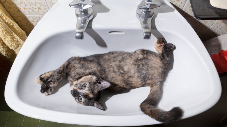 A kitten lying in a sink