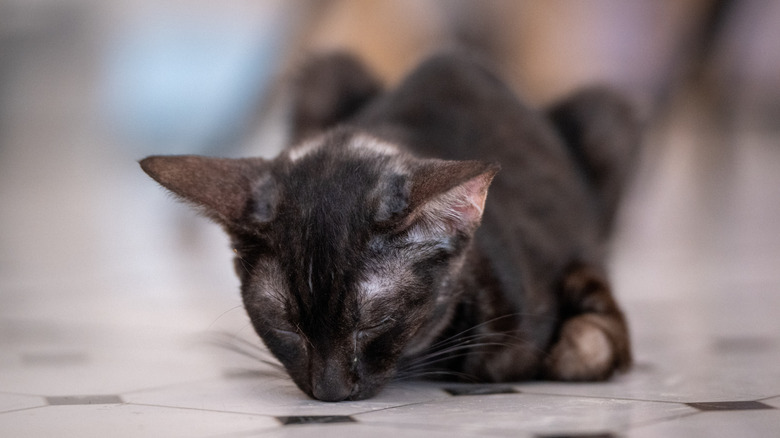 A cat sniffs a tiled floor while lying down