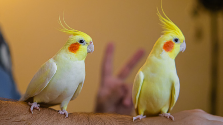 two yellow cockatiels sitting on a person's arm