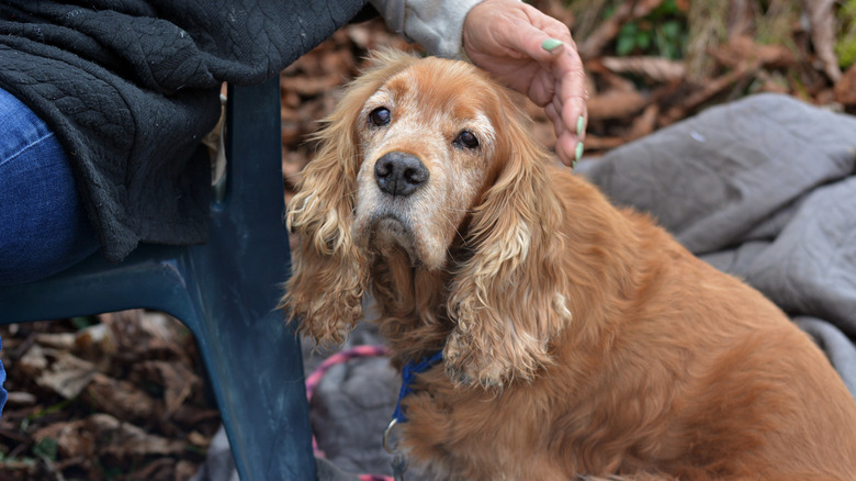 old dog sitting next to their owner