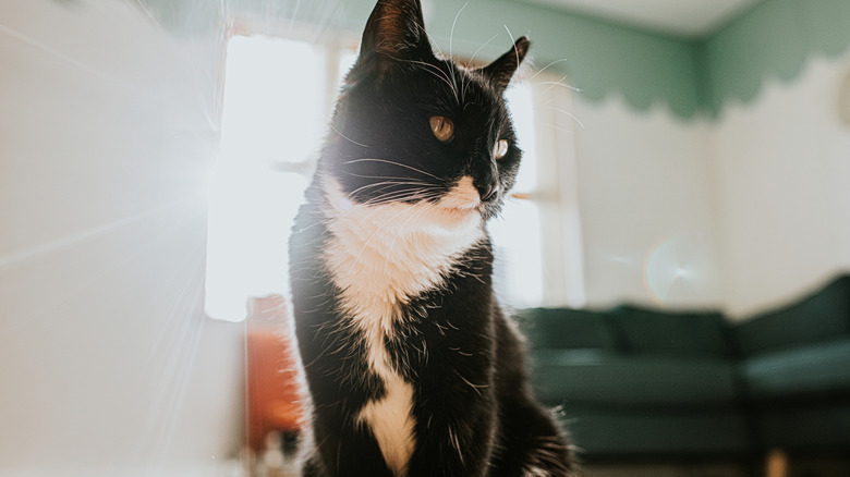 Black and white domestic shorthair, similar to the twins