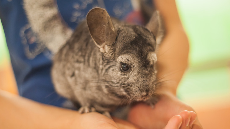 A chinchilla resting on a person's cupped hands