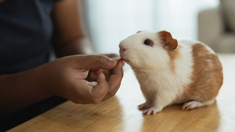 a person feeding a brown and white guinea pig