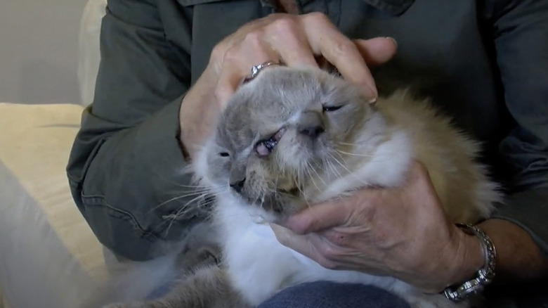 Janus cat being stroked by owner