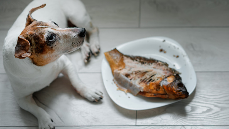 A dog lying next to a white plate with a fish on it