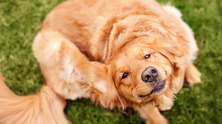 A dog scratching its ear while sitting in a grassy yard