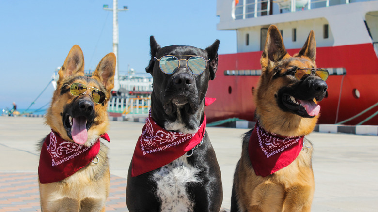 dogs wearing sunglasses with ship in background