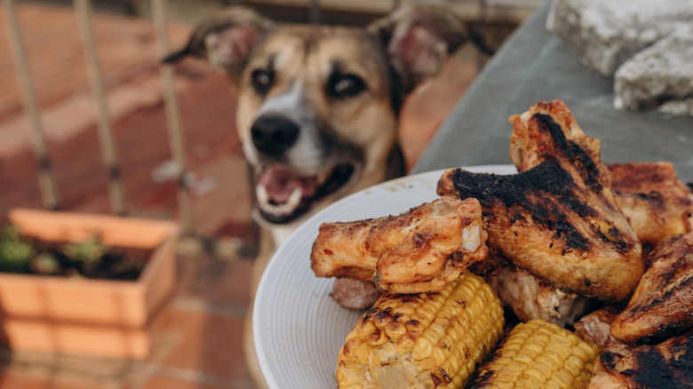 dog looking at a plate of chicken