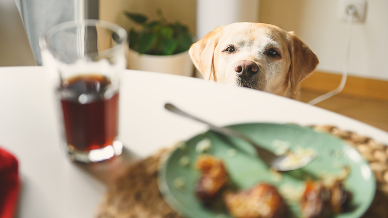 lab looks at a plate with leftover chicken