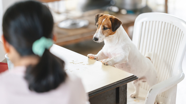 dog watching food be prepared on counter