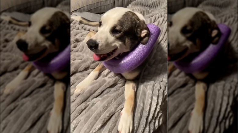 The Pool Noodle Hack That Will Save Your Dog From The Dreaded Cone Of Shame