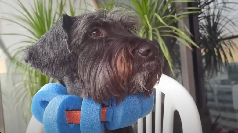 Dog wearing segmented pool-noodle collar