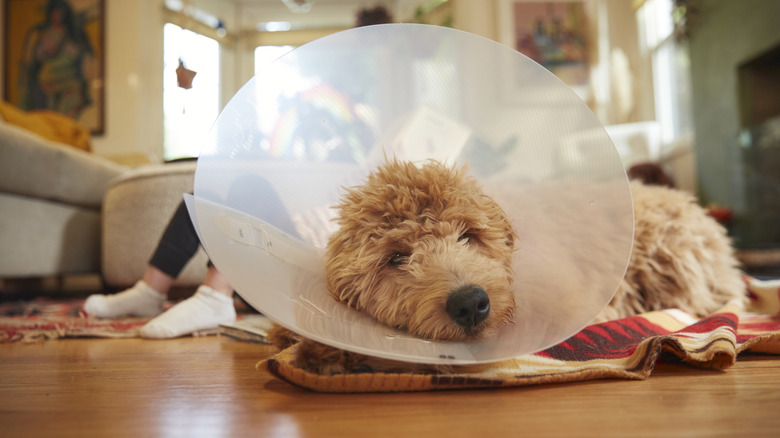 Goldendoodle wearing cone while lying on floor