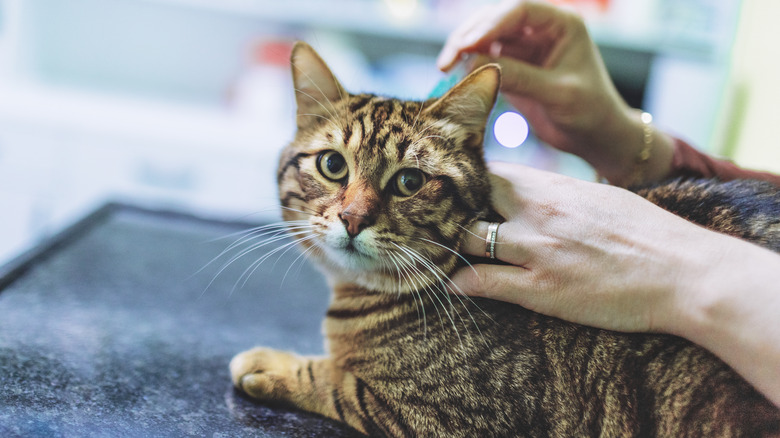 A cat sits as flea medicine is applied to their back