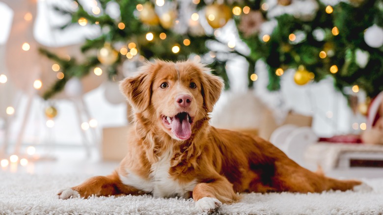 dog lying in front of Christmas tree