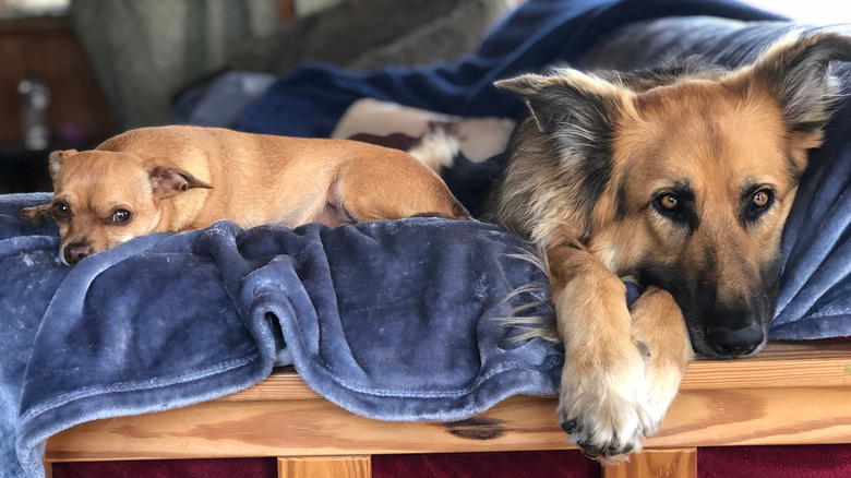 A shepherd mix lies next to a Chihuahua