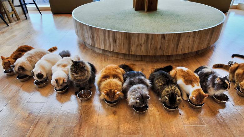 a group of furry cats eating from bowls on the floor