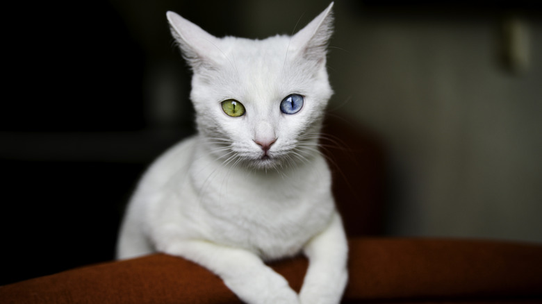 A white kitten with heterochromia (one blue eye and one green eye)