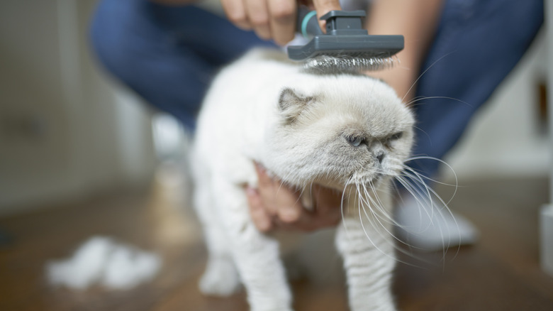 A cranky white cat being brushed by a human