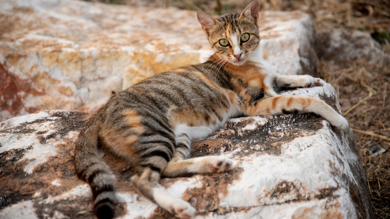 A Sokoke cat lies down on a rock outdoors