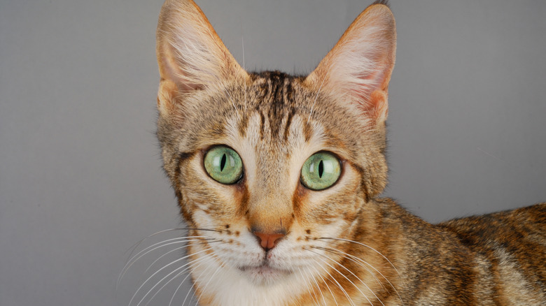 A Sokoke cat with green eyes looks at the camera