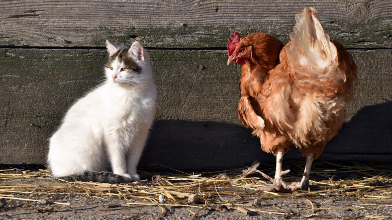 A barn cat sits beside a chicken outdoors