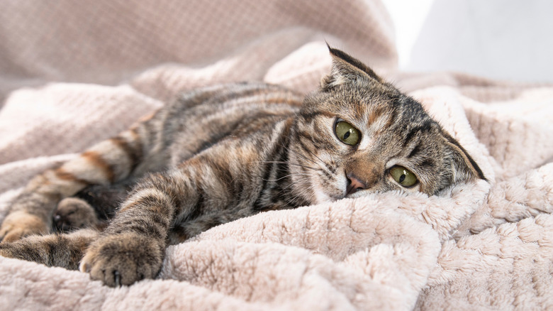 A cat with folded ears looking sad and wrapped in a blanket.