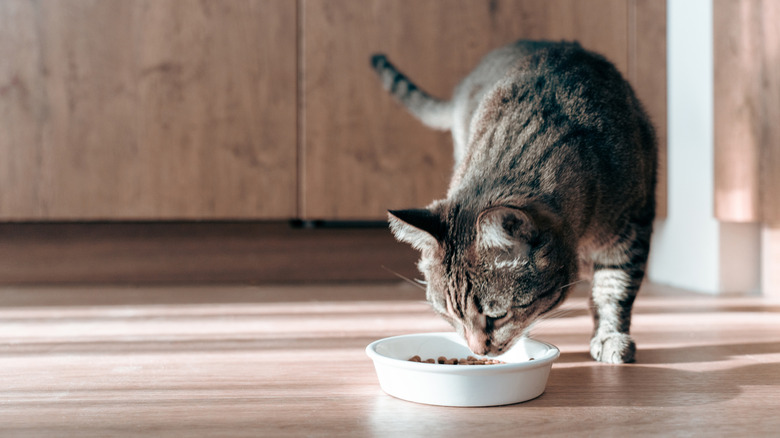 A tabby cat examines a bowl of food