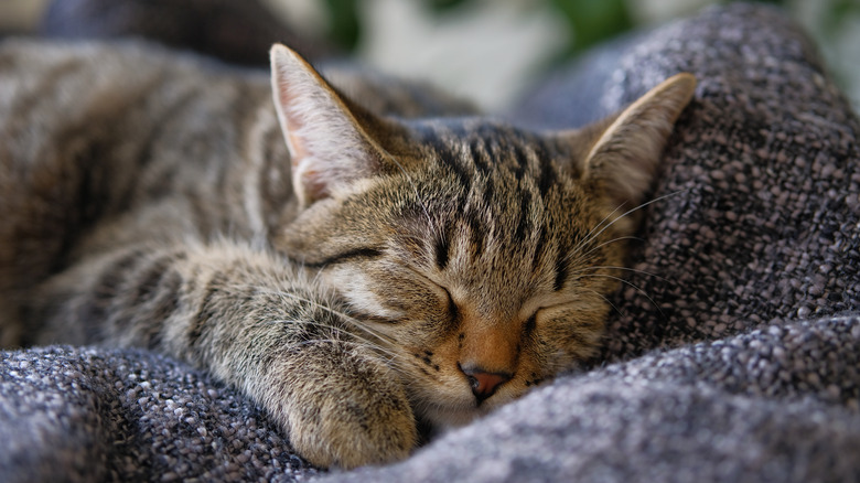 a young tabby cat is sleeping peacefully in someone's blankets