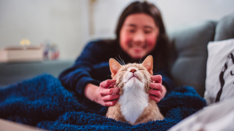 a young woman is out of focus in the background, scratching the chin of a ginger and white tabby cat