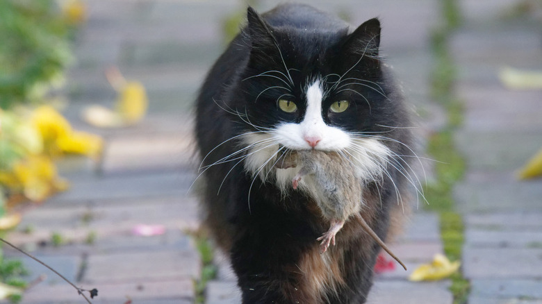 black and white cat holding a mouse