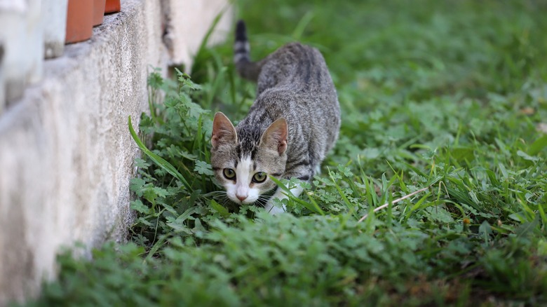 kitten outside stalking