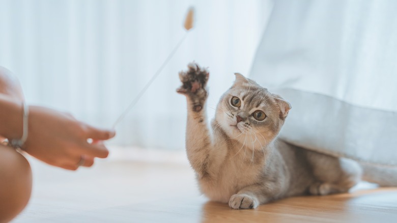 cat playing with wand toy