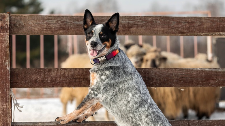 Australian cattle dog with sheep