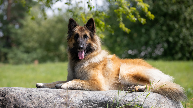 Belgian Tervuren on rock