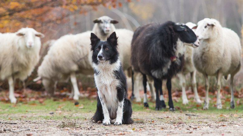 border collie with sheep