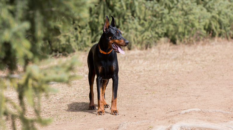 doberman pinscher panting