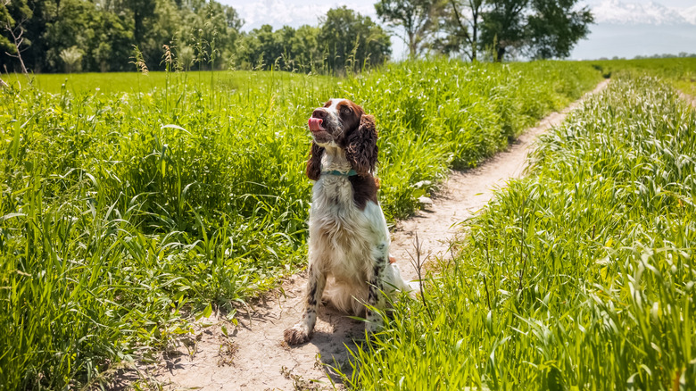 English springer spaniel sitting on pathway