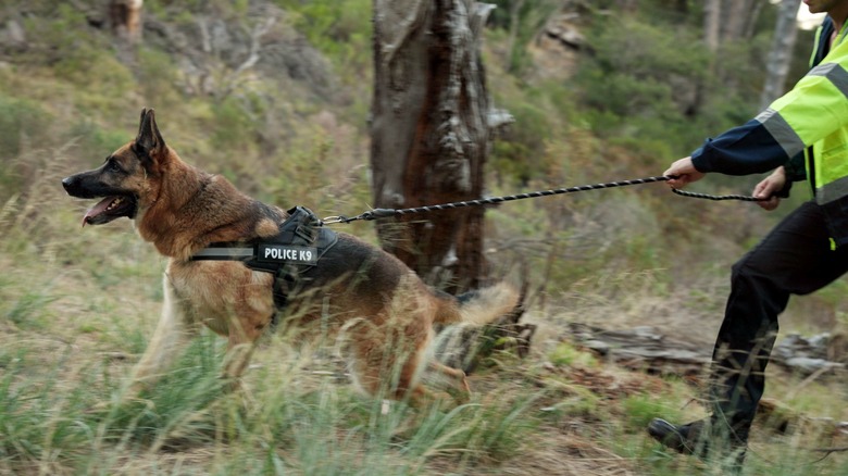 german shepherd with police