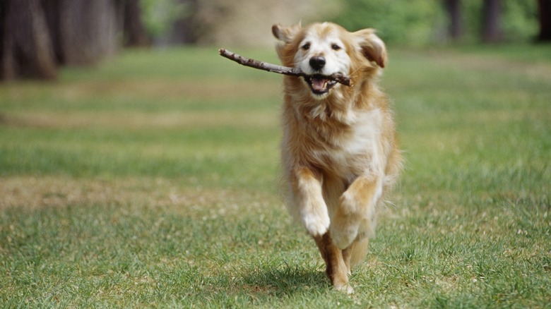 golden retriever running with stick