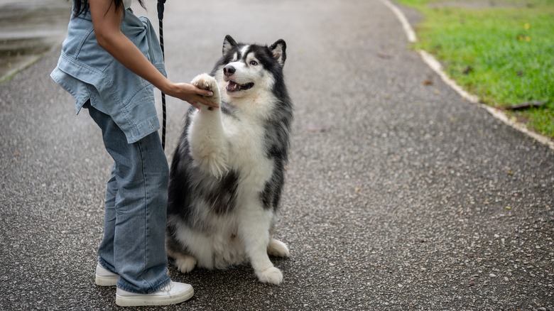 dog high-fiving person